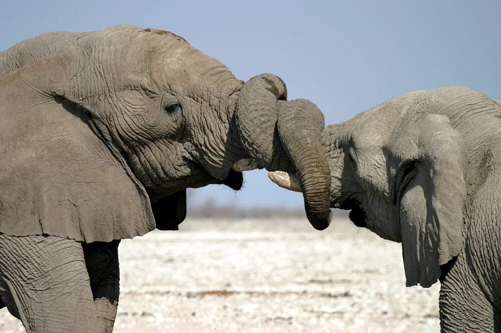 Слон трубит. Слоны трубят. Слоны дружелюбные. Слон и Слоненок. Elephant на русском языке