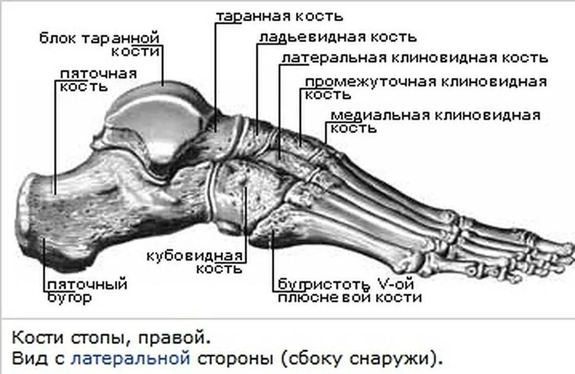 Латеральная кость