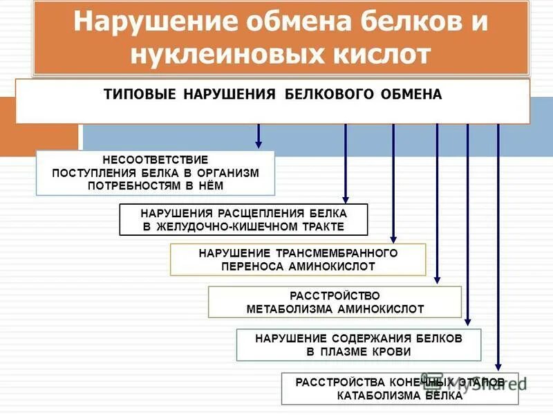 Нарушения белка в организме. Механизмы нарушения белкового обмена. Типовые формы нарушения белкового обмена. Основные механизмы нарушения белкового обмена. Этапы нарушения белкового обмена.