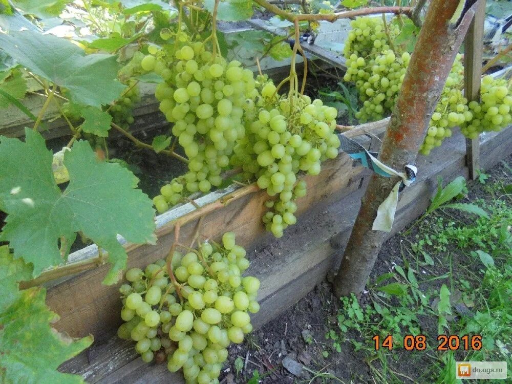 леруа мерлен рассада винограда. саженцы винограда в новосибирске. сорта винограда для сибири. виноград калина. виноград саженцы в леруа мерлен.