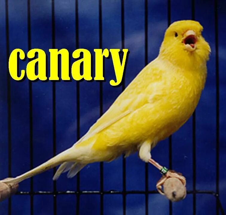 Canary перевод. Кенар. Канарейки. Немецкая канарейка. Желтая канарейка.