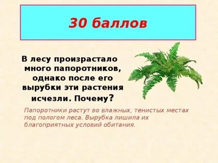 Выберите из предложенного списка папоротники