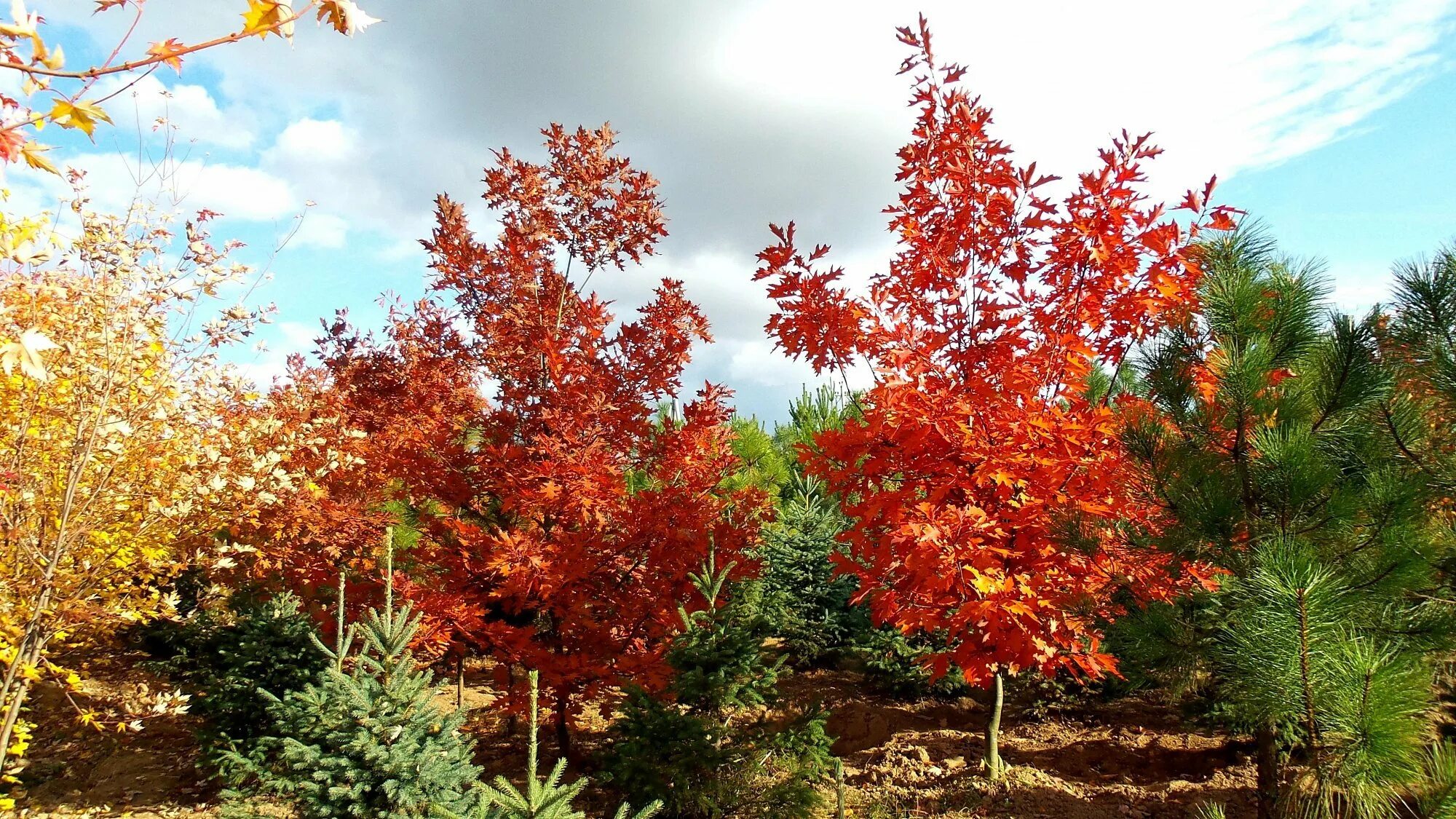 Клён канадский краснолистный. Дуб красный Quercus rubra. Клен канадский красный. Дуб красный (Quercus rubra c3 60-100).