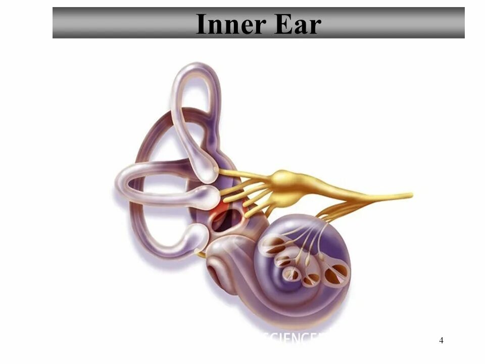 Пробиотик для внутреннего уха. Cochlea строение. Саккулюс внутреннего уха. Inner ear animal. Ушная улитка.