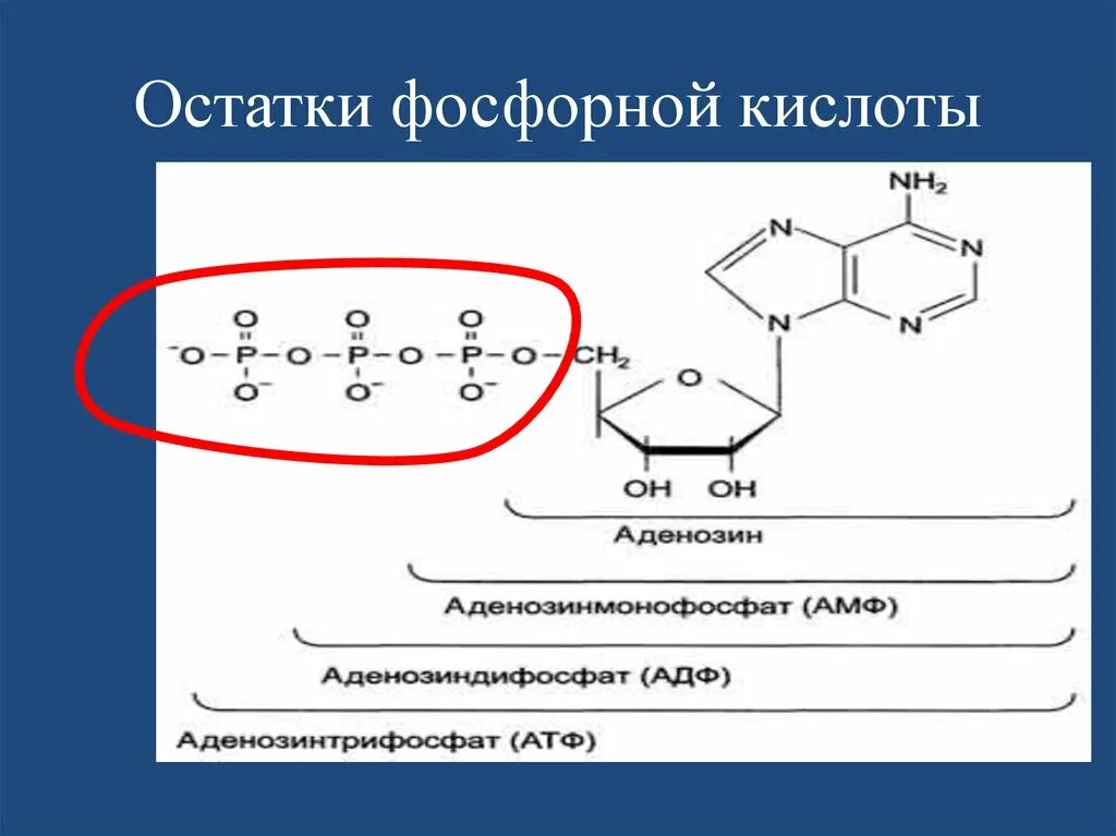 Остаток фосфорной кислоты. Остатки фосфорной кислоты. Кислоты фосфора и остатки. Остаток фосфорной кислоты ДНК.