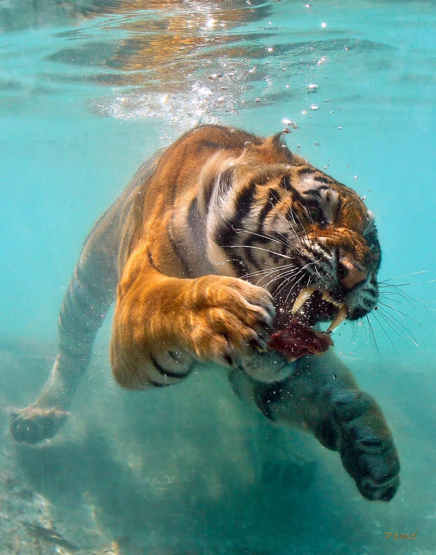 Включи лучше картинки. Тигр. Тигр в воде. Тигр под водой. Красивый тигр.