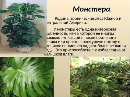 Монстера в какой природной зоне