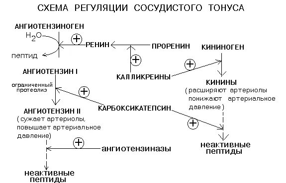 Сосудистый тонус это. Схема регуляции сосудистого тонуса гуморальная. местные гуморальные механизмы регуляции тонуса сосудов. схема нейрогуморальной регуляции сосудистого тонуса. ангиотензин биохимия механизм.