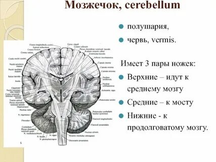Нижняя мозжечковая ножка