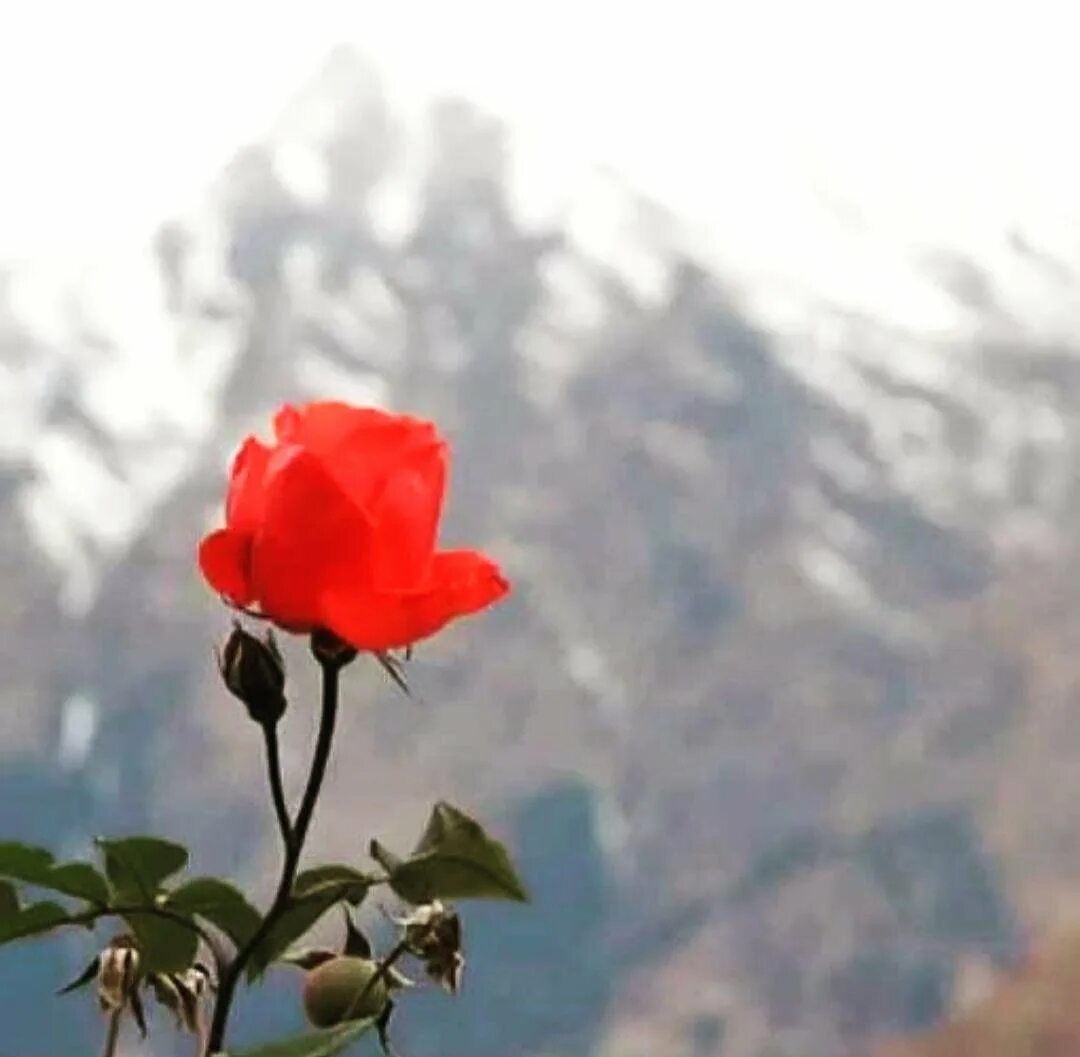 Альпийская роза лихтенштейн. Памир ботанический сад. Дикая горная роза. Нора хесс горная роза. Mountain rose.