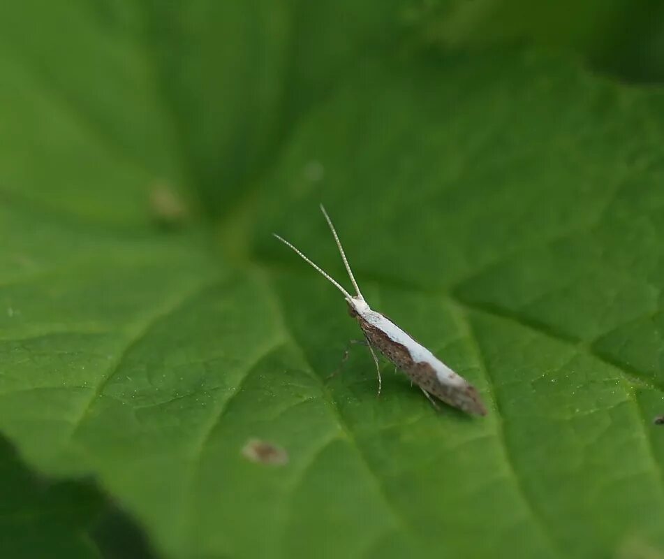 Капустная моль. Капустная моль Plutella maculipennis. Plutella xylostella. Капустная моль фото. Капустная моль превращение.