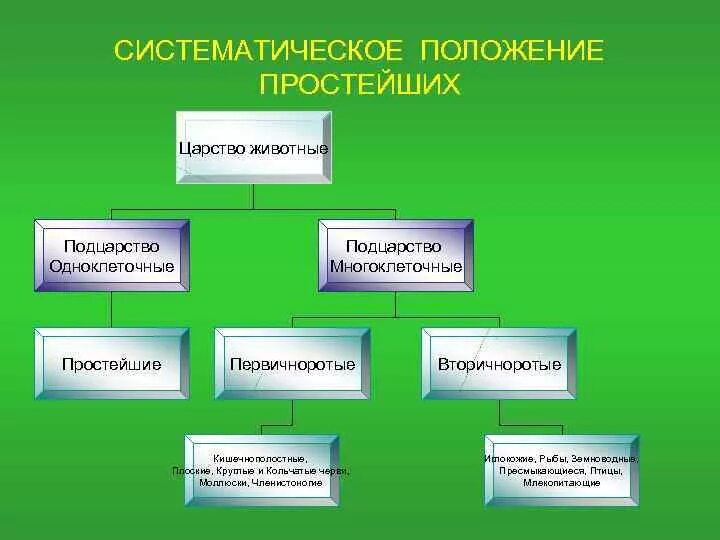 Царство животные таблица 5 класс Систематика животных типы и классы: найдено 88 картинок