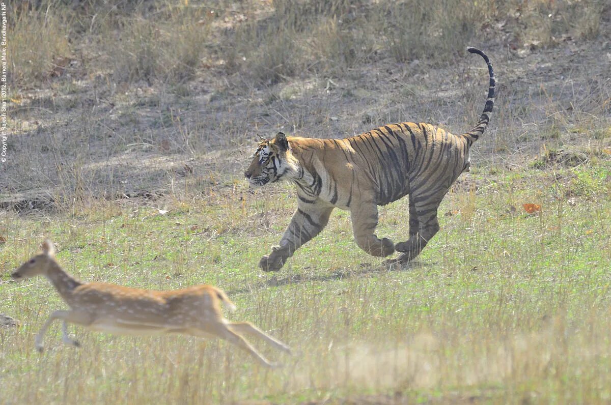 Tiger hunting
