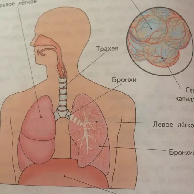 Бронхи и лёгкие расположение. Расположение бронхов и легких у человека. Трахея бронхи легкие. Где находятся бронхи и легкие. Местоположение легких