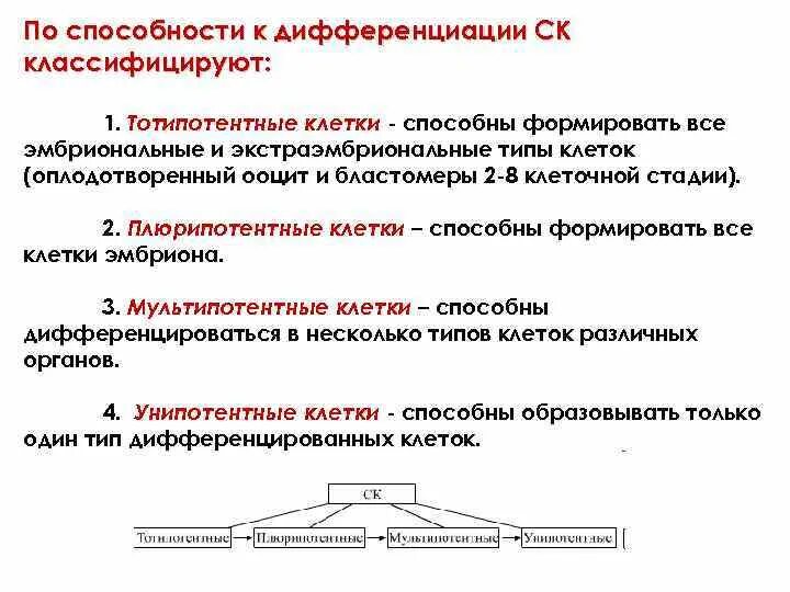 Типы дифференцированных клеток. Этапы дифференциации клеток. Дифференцировка клеток. Тотипотентные клетки.