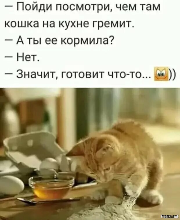 Кошка на столе. Кошка на кухне гремит. Покормить кота. Кошка на кухне. Хорошо пойду посмотрю