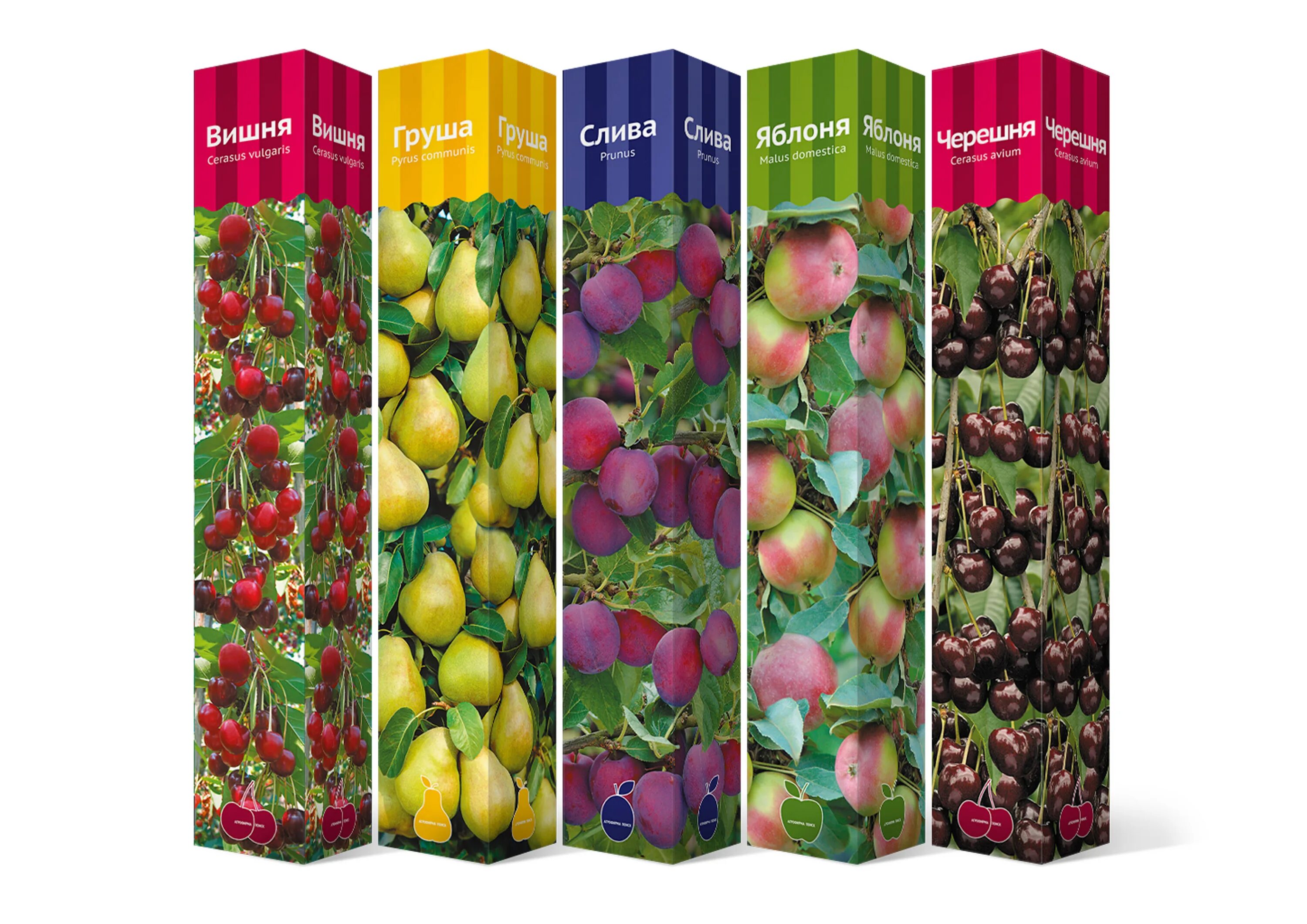 агрофирма клубника. саженцы плодовые в тубе вишня. посадочный материал цветов почтой. агрофирма крона хутор красновка. каталог саженцев агрофирмы поиск.