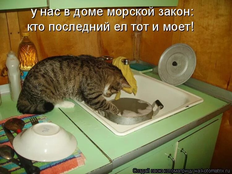 Хочешь мыть посуду мой. Помой посуду. кто последний тот и моет посуду. котики и мытье посуды. кто моет посуду.