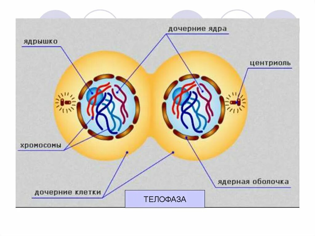 Телофаза кариокинез. Деление клетки телофаза. Телофаза митоза. Телофаза растительной клетки митоз. Дочерняя клетка после деления