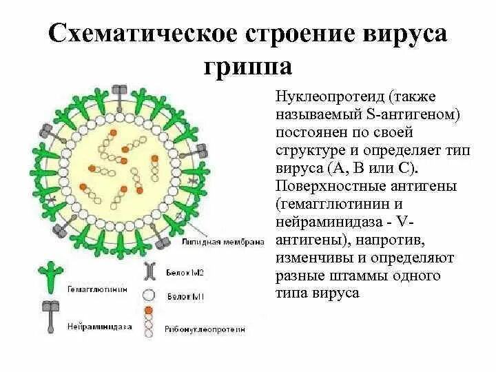 Грипп состав