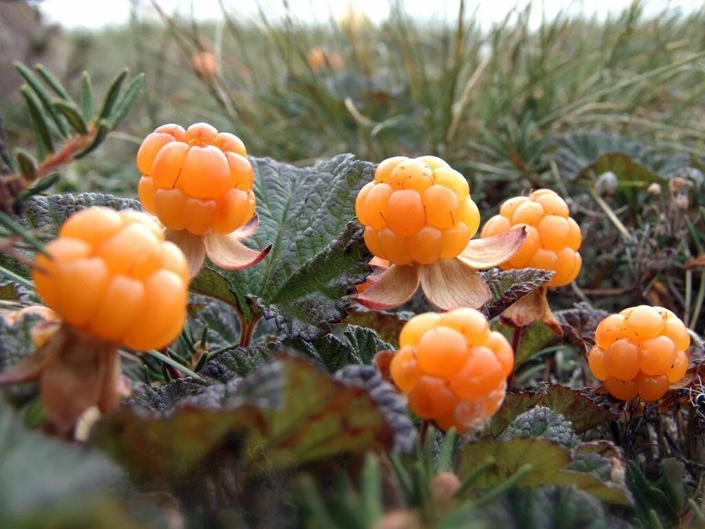 Морошка ягода. Морошка растение. Лекарственные растения республики коми морошка. Морошка. Морошка ягода.