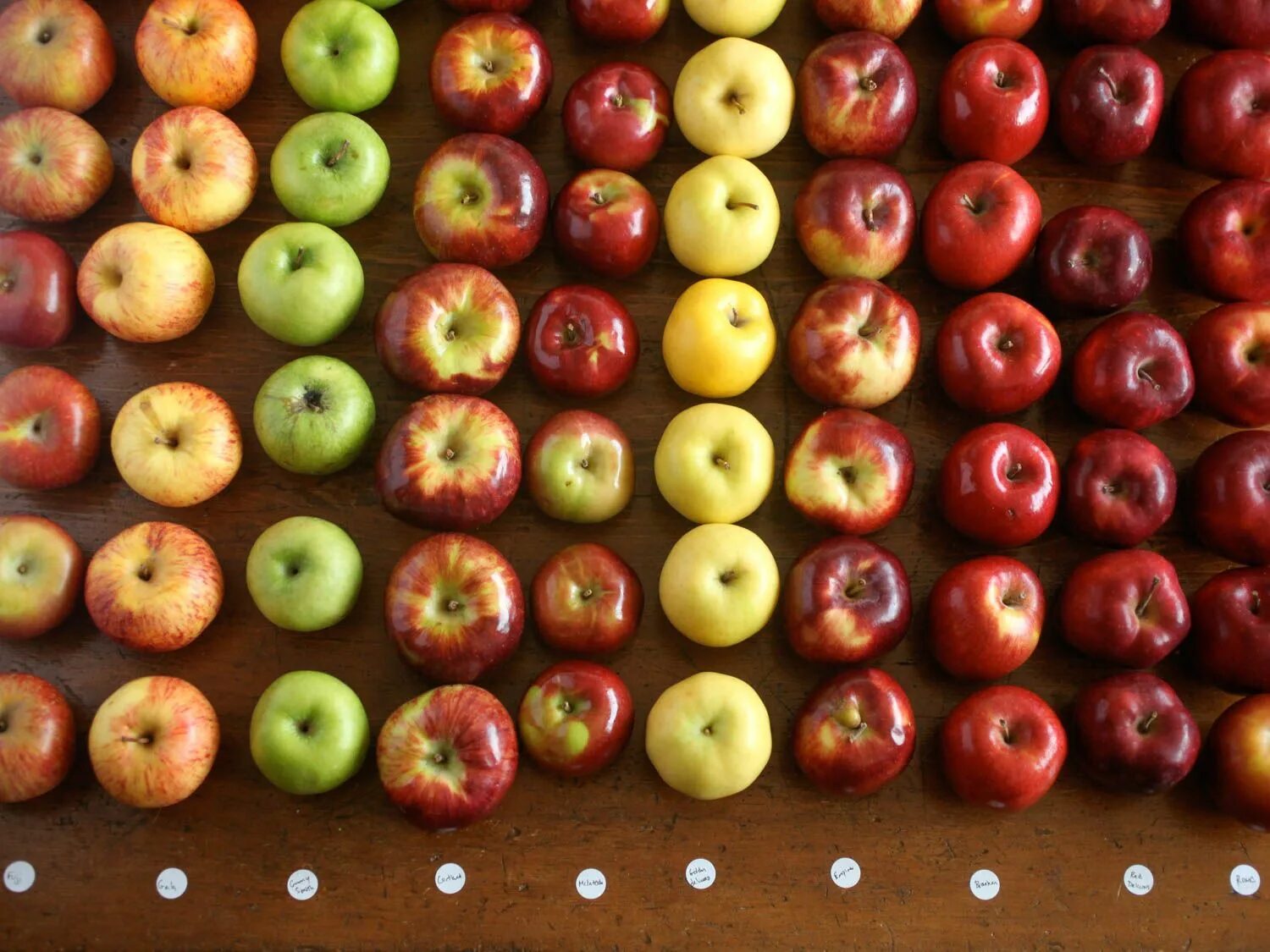 Яблоки десятки. Разные яблоки. Цвет яблока. Разные сорта яблок. Яблоки разных цветов.