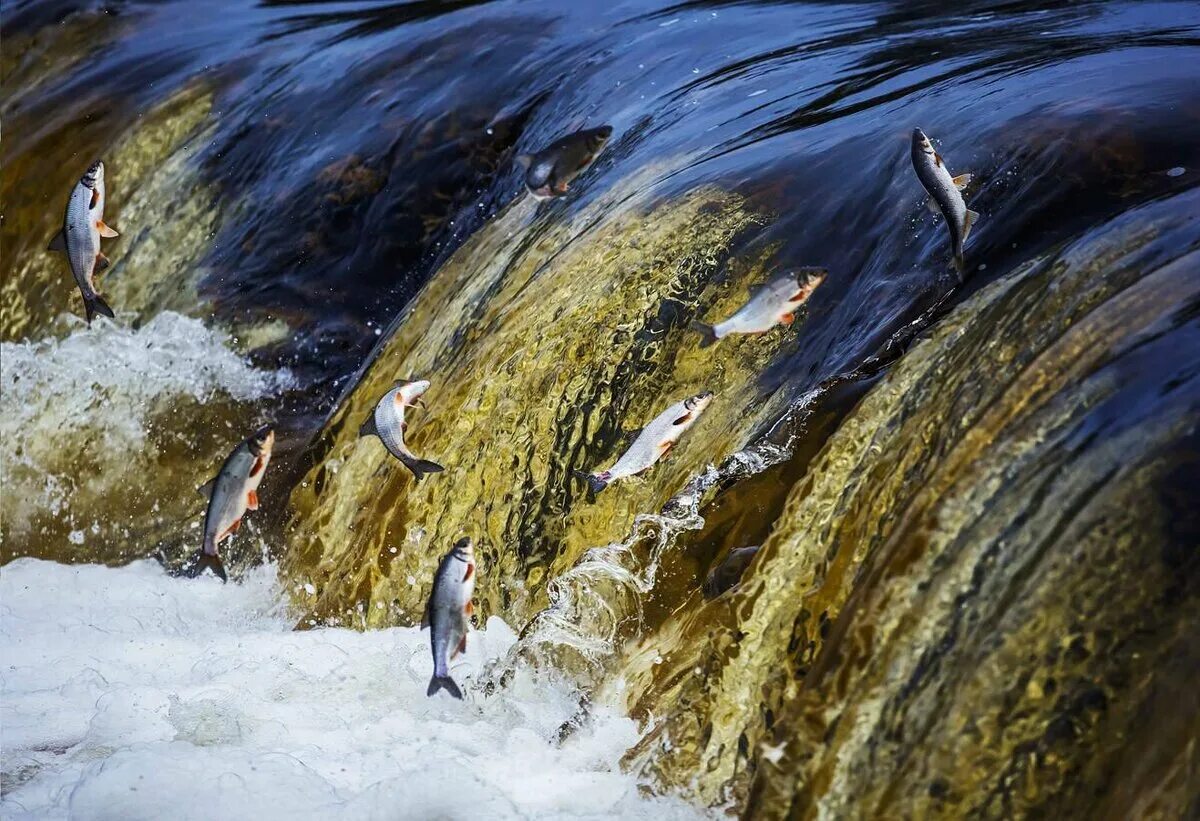 Течение воды вверх. Водопад Вентас Румба рыба на нерест. Водопад с рыбами. Нерест рыб. Нерест лосося.