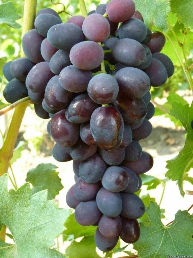 Самый ранний виноград. Виноград 'сверхранний чёрный'.