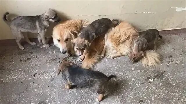 Хвостатый дом приют для животных волгоград красноармейский. Образцовый приют. Хвостатый дом приют для животных. Приют для собак хвостатый дом волгоград. Хвостатый дом приют для животных.