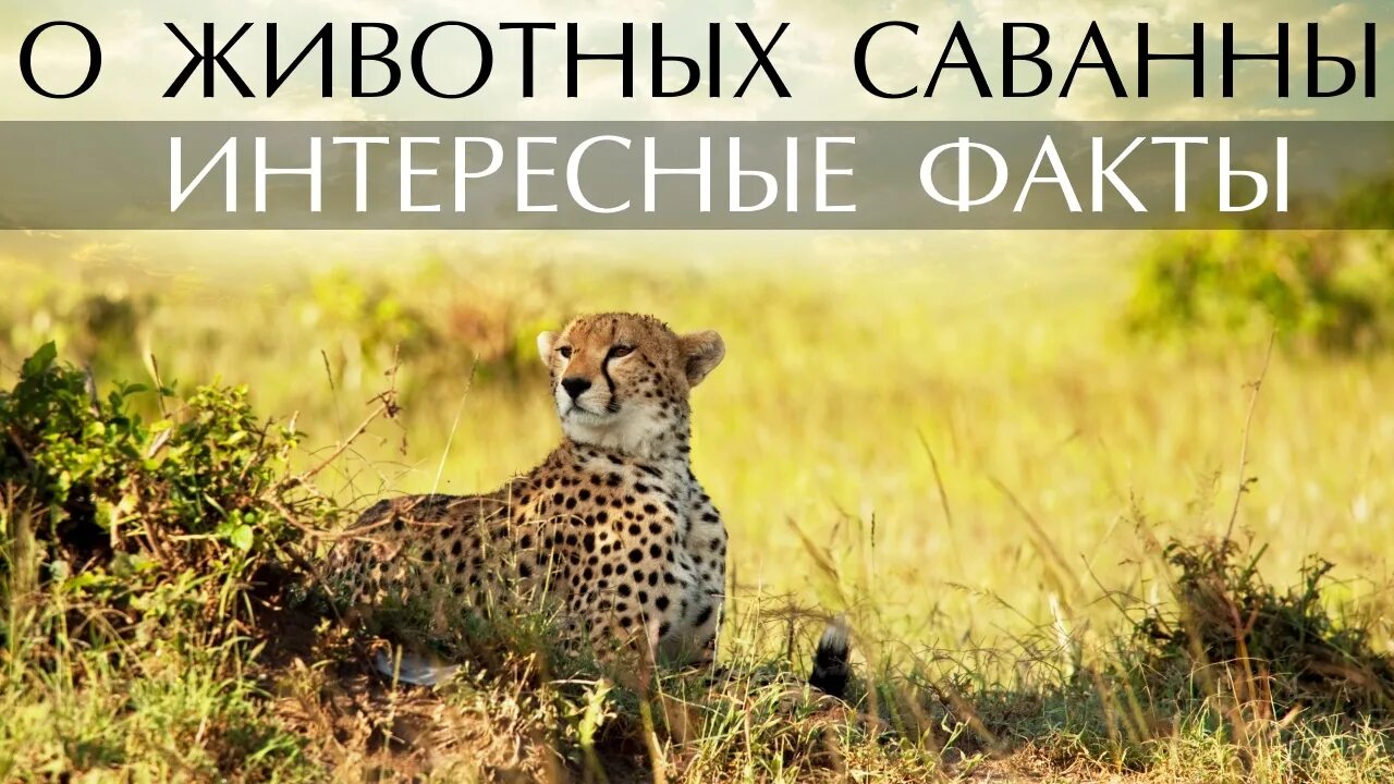 Картинки животных саванны Фотообои зебра 1791 Wall Street купить в Санкт-Петербурге