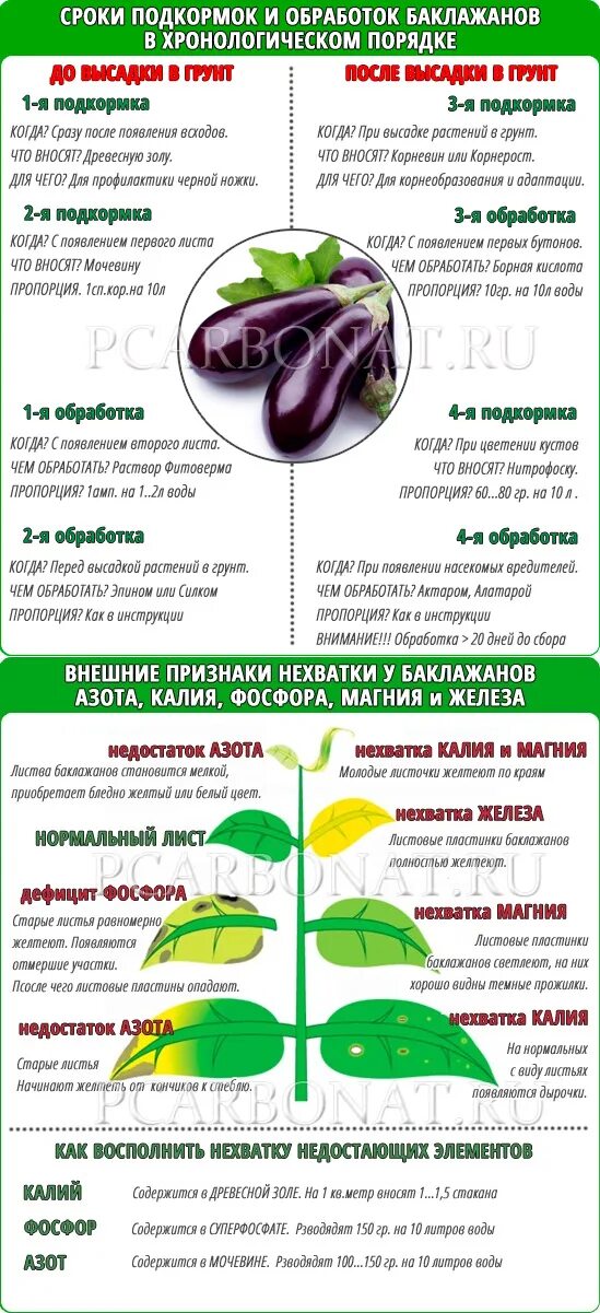 Как ускорить созревание перцев в августе