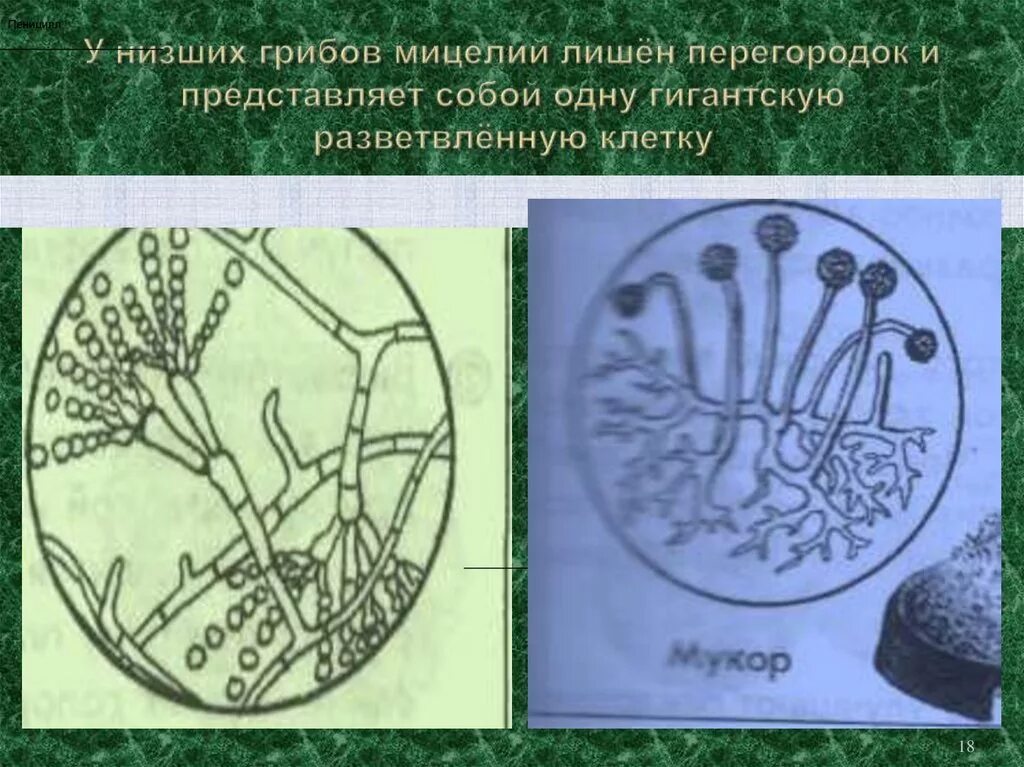 Споры низших грибов. Строение мицелия низших грибов. Мицелий у грибов бывает. Несептированный мицелий. Мицелий высших грибов.