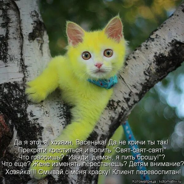 Как выглядят желтые коты apricot says (paperchasing: Reminds me of my kitty 3) Cute cats, Pretty cats, Cu