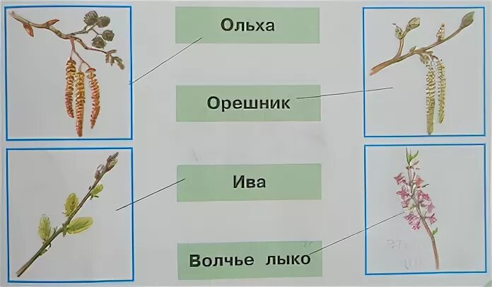 Весеннее Пробуждение растений 2 класс окружающий мир. Весеннее Пробуждение деревьев 2 класс. Раннецветущие деревья и кустарники. Ольха орешник Ива Волчье лыко. Окружающий мир 2 класс весеннее пробуждение