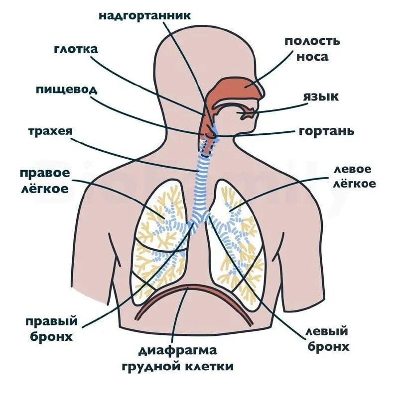 Трахея разделяется на бронхи на уровне. Отделы дыхательной системы схема. из чего состоит дыхательная система человека. дыхательная система трахея анатомия. система органов дыхания состоит из.