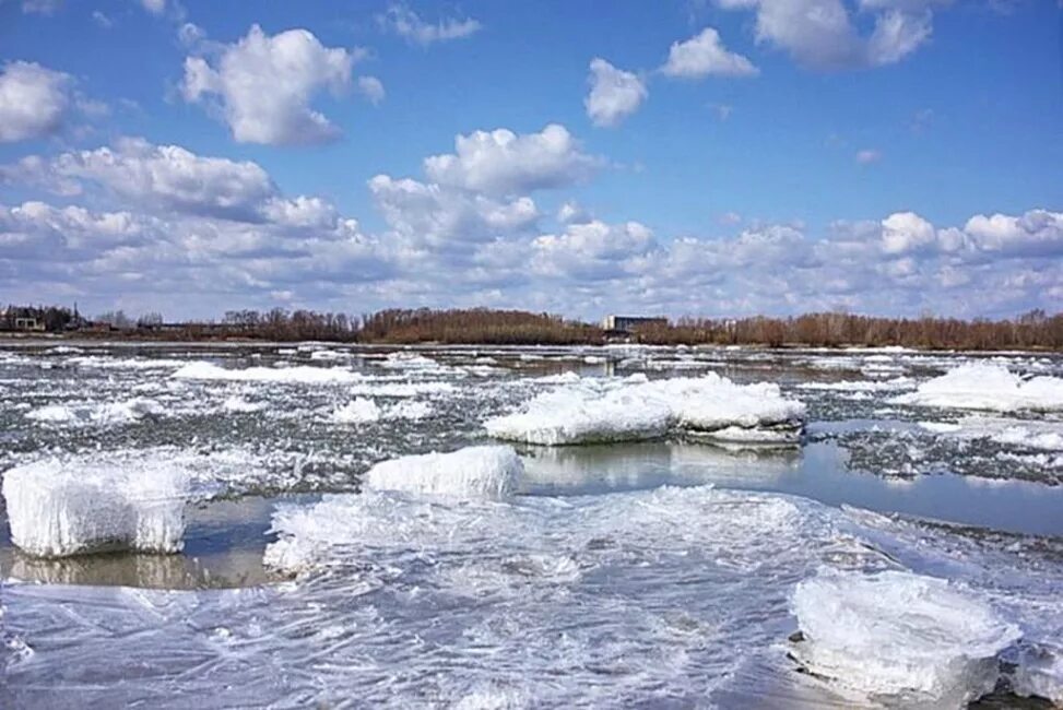 Сестрорецкий разлив зимой. Береза в снегу. Зимняя река. Разливать зимой. Ранняя зима.