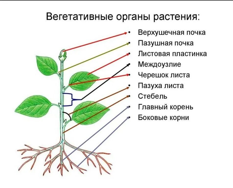 Вегетативные органы растений. Строение вегетативных органов. Вегетативные органы растений: корень, побег, стебель, почки, лист.. Верхушечные и пазушные почки.