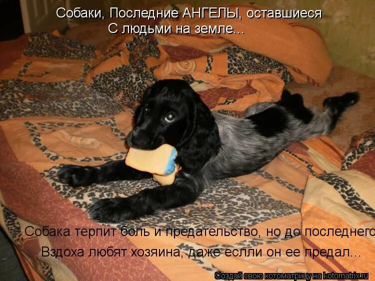 Человек с животным. Фильм где домашние питомцы выросли до больших размеров. Животные. Мужчины и коты приколы. Путь домой фильм 2019 белла.