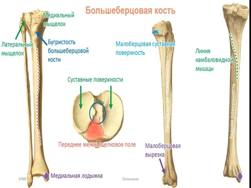 Находится берцовая кость. Бугристость большеберцовой кости анатомия. Большеберцовая кость бугристость большеберцовой кости. Суставная поверхность большеберцовой кости. Бигристая больше берцовая кость.