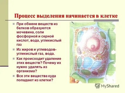 Способ выделения продуктов обмена веществ у простейших