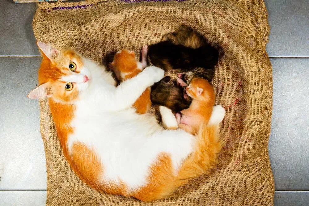 Сон беременной котенок