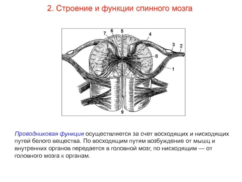 Проводниковая функция спинного мозга осуществляется. Внутреннее строение спинного мозга пути. проводниковая система спинного мозга. схема проводниковой функции спинного мозга. строение спинного мозга человека таблица.