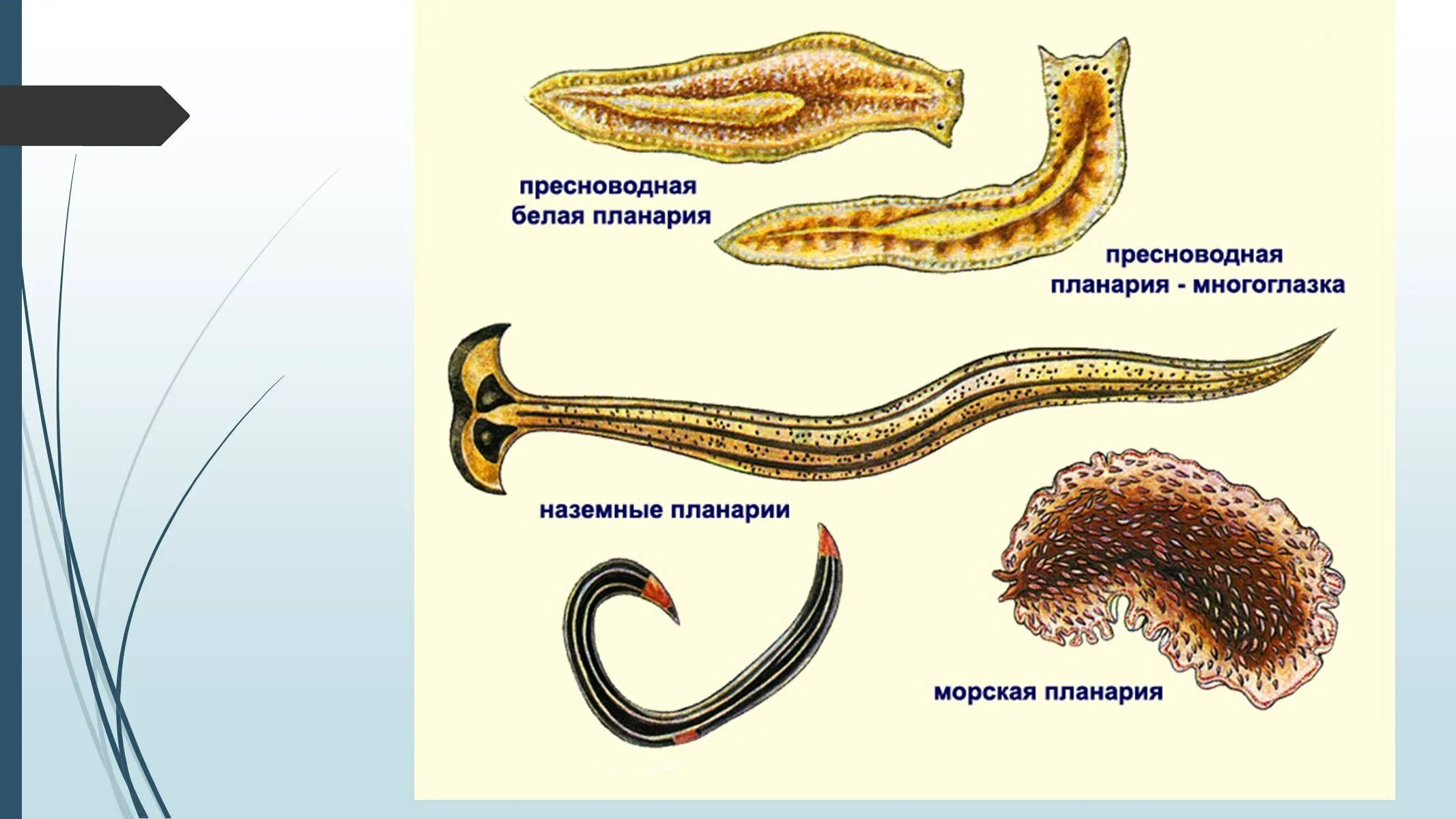 Для червей изображенных на рисунке характерны