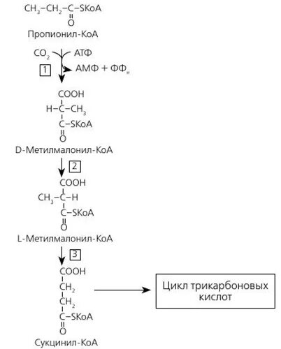 Пропионил КОА биохимия. Метилмалонил КОА биохимия. Окисление пропионил КОА. Окисление ненасыщенных жирных кислот. Гравураш ду коа