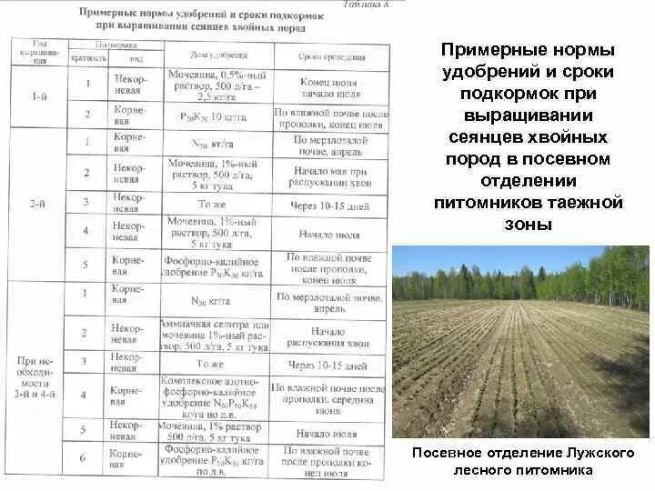 Посев хвойных пород необходимо проводить. Нормы внесения удобрений Лесные культуры. Схема лесного питомника для выращивания сеянцев. Нормы внесения Минеральных удобрений в лесных питомниках. Технологическая карта внесения Минеральных удобрений таблица.