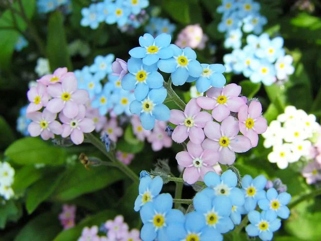 Каких цветов бывают незабудка. Незабудка полевая (myosotis arvensis). незабудка песчаная. незабудка альпийская цветение. незабудка гибридная.