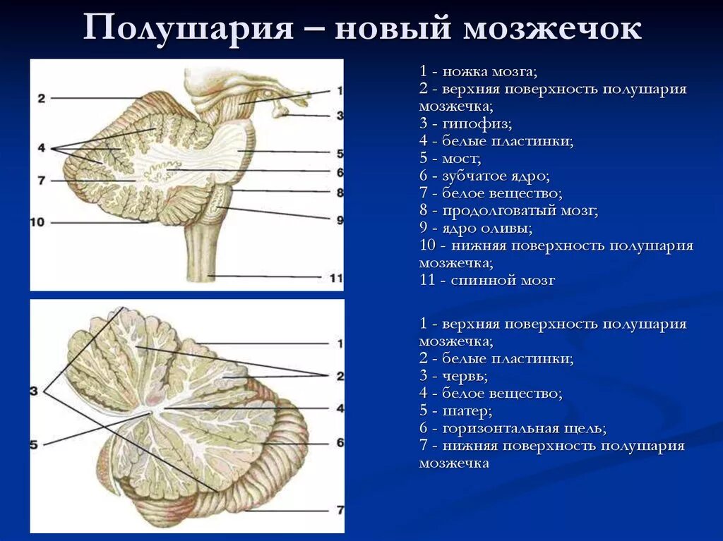 Особенности мозжечка головного мозга. Строение червя мозжечка. Мозжечок черепно мозговые нервы. Строение мозжечка анатомия. Строение мозжечка червячок.