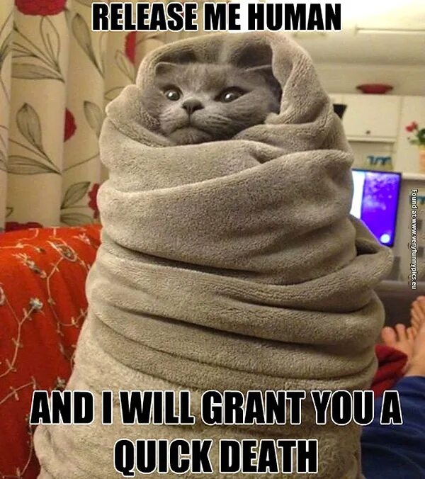 Полотенце мем. Кот в полотенце Мем. Cat in Towel. Cat in Towel meme.