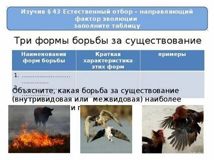 Причиной естественного отбора является борьба за существование