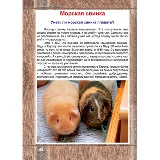 Морская свинка домашняя плюсы и минусы